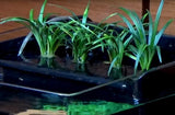Aquatop Nanoponic Aquarium System - Aquatica Aquarium Gallery Fish Store Cleveland Ohio