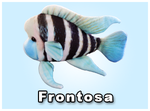GreenPleco Cichlid (Frontosa)
