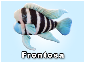 GreenPleco Cichlid (Frontosa)