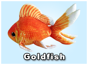 GreenPleco Goldfish