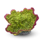 Aquatop Green & Purple Coral Decoration
